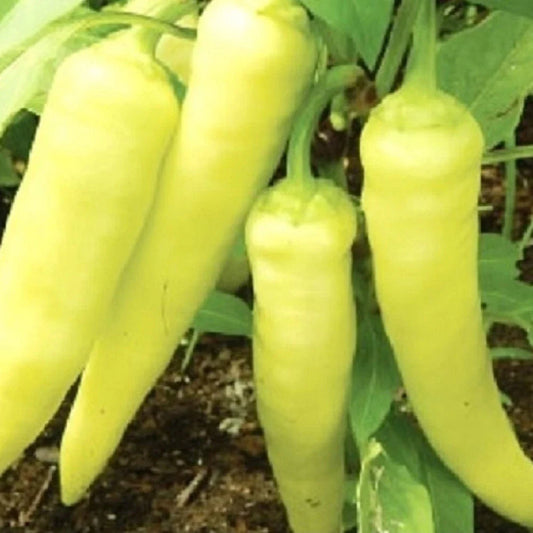 Sweet Banana Pepper Seeds - Heirloom NON-GMO - Fresh Garden Seeds - Capsicum annuum