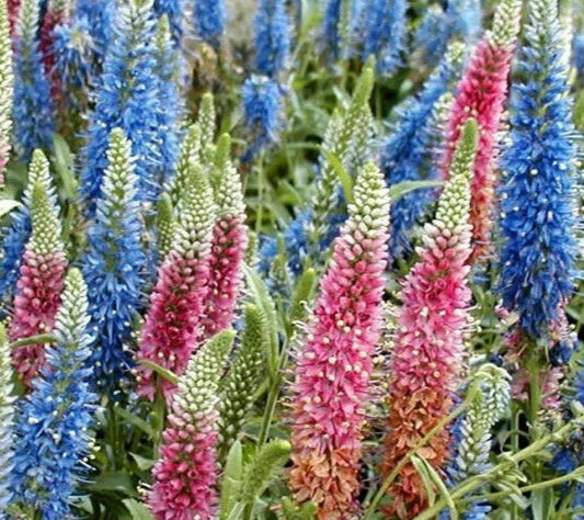 Veronica Longifolia Seeds, 160 Count, Mixed Colors, Long Leaf Speedwell, USA Seller
