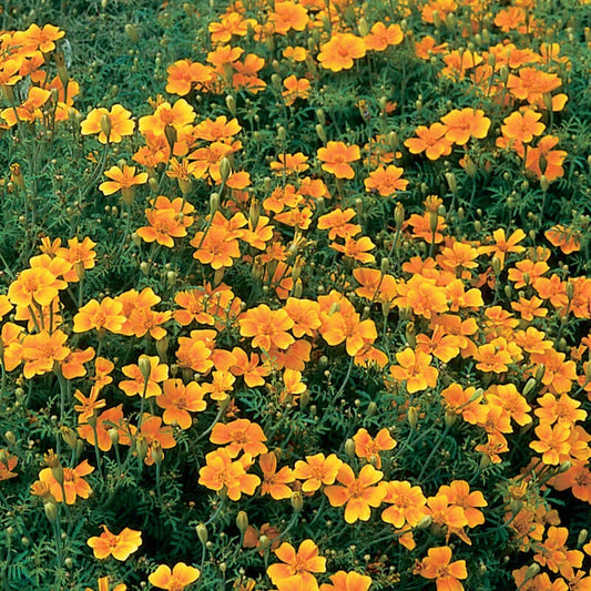 Tangerine Gem Marigold Seeds - 25+ Pack for Garden Planting - Tagetes patula - USA Free Shipping