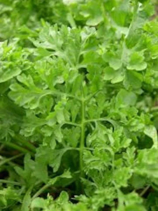 Curled Garden Cress Seeds - Non-GMO Heirloom Variety - Fast Germination - Lepidium sativum - Shipped With Tracking