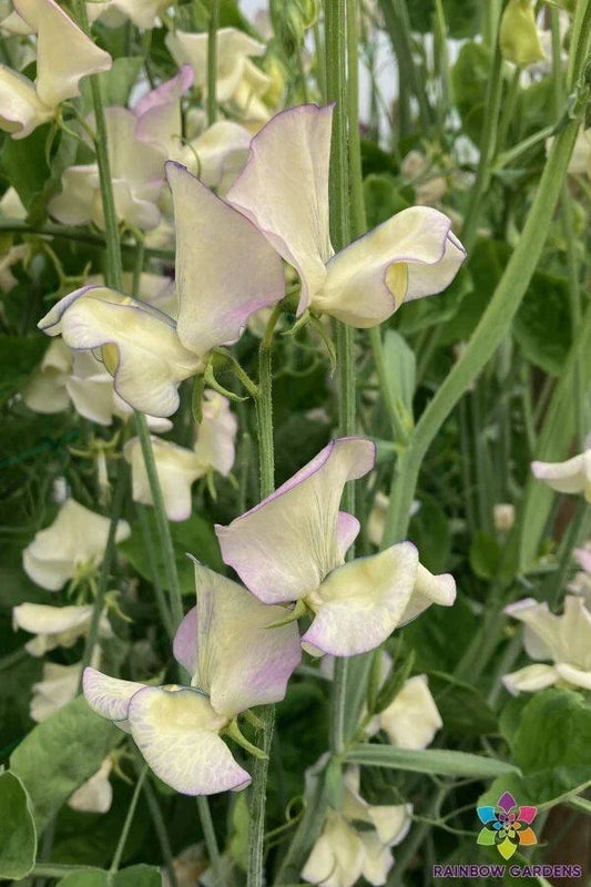 Sweet Pea Seeds - 50+ Cream Variety - Ideal for Garden Planting - Lathyrus odoratus - USA