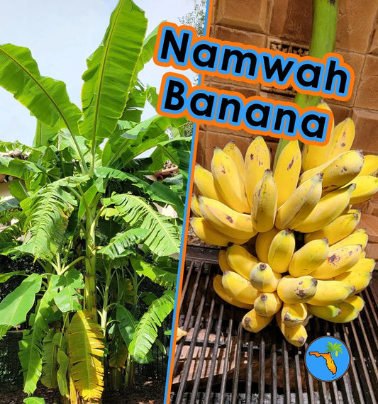 Namwah Banana Plant, Live Cold Hardy Edible Variety, Pisang Awak, Fast Growing Tropical Plant