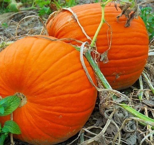 Large Heirloom Pumpkin for Carving - Flat Bottom & Thick Flesh - Ideal for Halloween Decor and Cooking - Cucurbita pepo