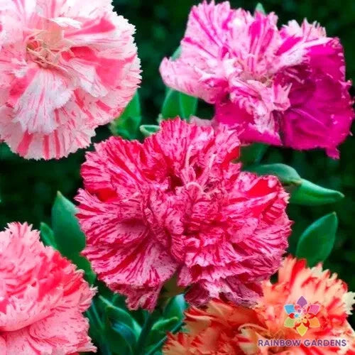 Picotee Mix Carnation Seeds - 200+ Count for Garden Planting - Dianthus caryophyllus - USA