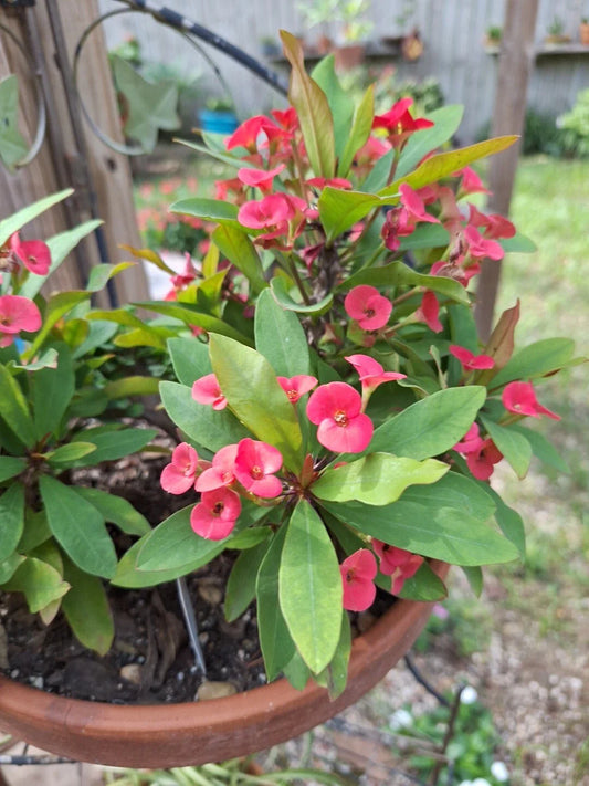 Petite Pink Crown of Thorns Plant, Euphorbia Milii, Bushy Blooming Houseplant with Roots