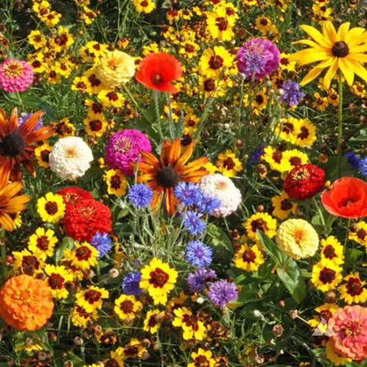 Children's Wildflower Seed Mix | Easy to Grow | Colorful Blooms | Native Varieties for Kids | Non-GMO Wildflower Seeds