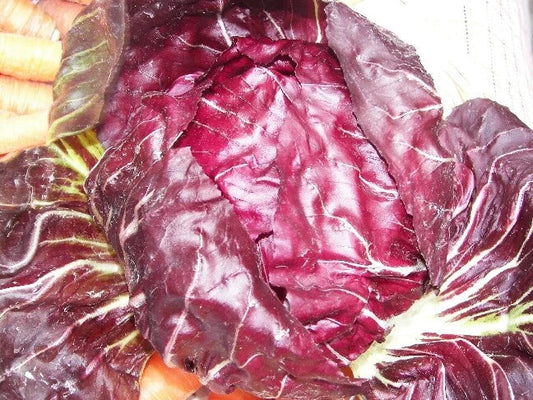 Radicchio Seeds - 500 Count - Palla Rosa - Non-GMO Heirloom - USA Seller