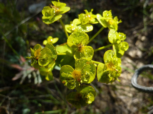 Mole Plant Seeds - 5 Heirloom Seeds - Euphorbia lathyris - Free Shipping