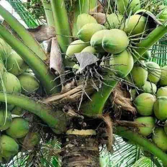 Sprouted Dwarf Green Malayan Coconuts 6–8” - Rare Fresh Plant, Certified Costa Rica, Tropical Fruit Seedlings