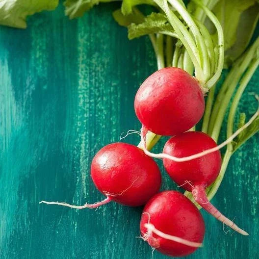 Champion Radish Seeds - Non-GMO Heirloom Variety - Premium Garden Seeds (Raphanus sativus) with Tracking Included