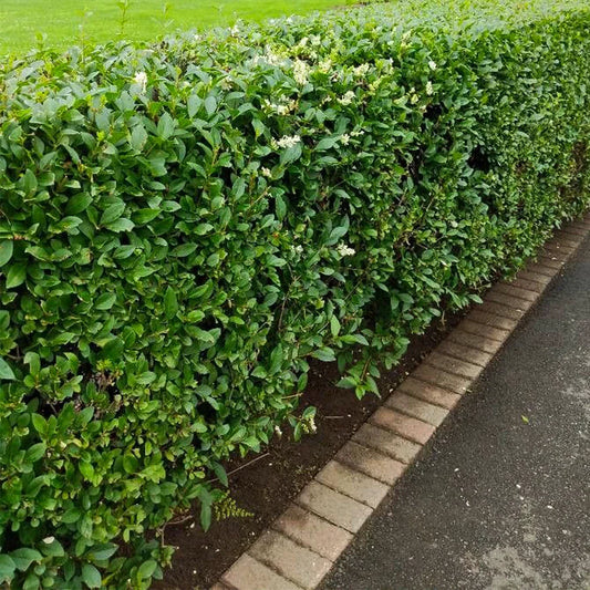 Common Privet Starter Bush - Bare Root - Ligustrum vulgare - Ideal for Hedges and Privacy Screens