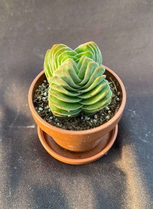 Crassula Buddha's Temple Tiny Rooted Plant in 1" Pot with Saucer - Succulent Houseplant, Perfect for Home Decor