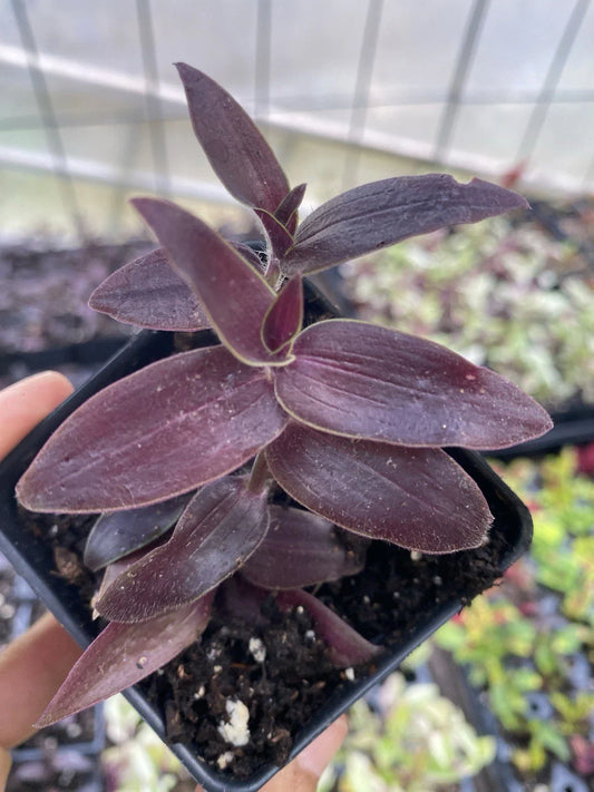 Dark Desire Wandering Dude Plant, 3” Pot, Rare Tradescantia, Live Houseplant, Unique Foliage, Indoor Plant Decor