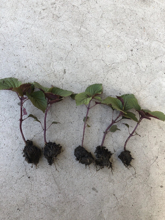 Shiso Perilla Plant - 5 Bare Root Green Purple Beefsteak (Perilla frutescens) - Ready to Plant