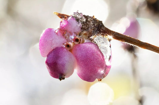 Coralberry Seeds - 40+ Seeds - Symphoricarpos orbiculatus - Native Plant - Free Shipping - US Seller