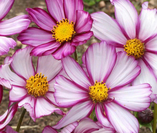 Cosmos Candy Stripe Seeds - 175 Annual Flower Seeds - Colorful Garden Variety - GroCo
