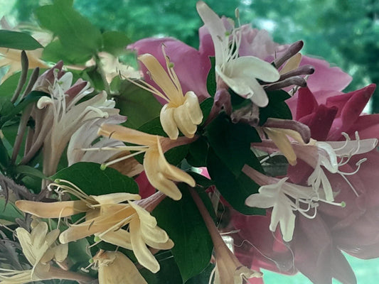 Antique Pink Honeysuckle Vine - 12" Bare Root Live Plant - Wild Fragrant - Lonicera sempervirens
