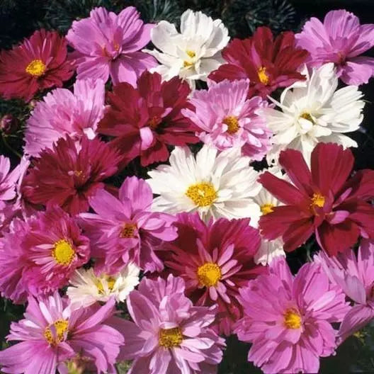 Cosmos Seeds - 200 Non-GMO Frilly Double Petals PSYCHE Mix (Cosmos bipinnatus)