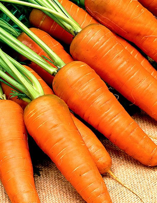 Chantenay Red Cored Carrot Seeds 1000+ Non-GMO Vegetable Garden Seeds for Planting - Daucus carota