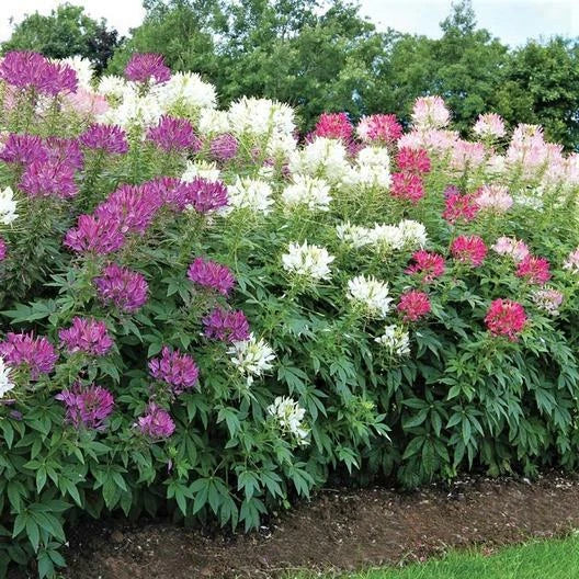 Bulk Mixed Colors Cleome Seeds - Spider Plant - Non-GMO - 1000 Seeds - Ideal for Landscaping