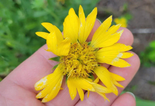 Yellow Blanket Flower Seeds | 25 Seeds | Gaillardia Aristata Aurea Pura | Butterfly Attracting Plant