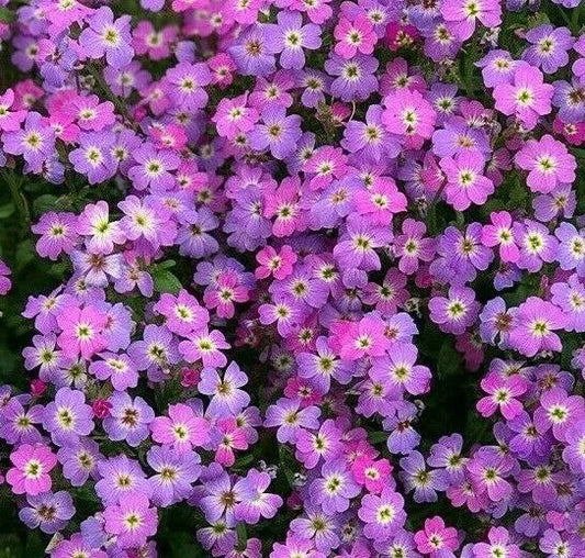 Virginia Stock Flower Seeds 1000+ Purple Annual Fragrant Garden Seeds, Matthiola incana