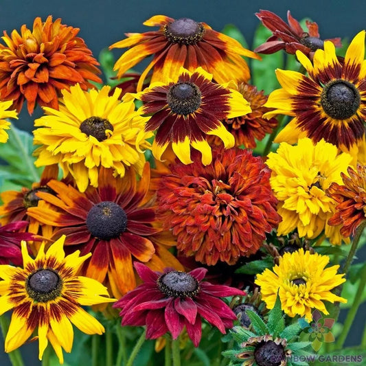 Rudbeckia Seeds Mix - 200+ Varieties for Garden Planting - Black-Eyed Susan - USA Grown