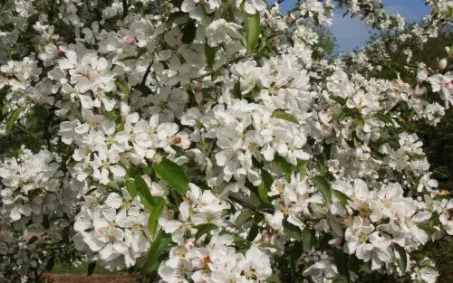 Donald Wyman Crabapple Seeds - 25+ Seeds for Garden Planting - Malus x zumi 'Donald Wyman' - USA Shipping Available