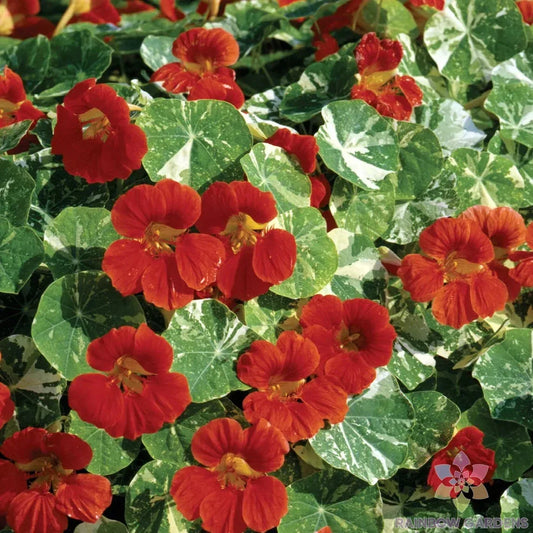 Nasturtium Seeds - 50+ Alaska Scarlet Variety - Tropaeolum majus - Ideal for Garden Planting - USA Grown
