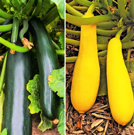 Black and Yellow Summer Squash Seeds Mix - Heirloom Combination Pack - Cucurbita pepo