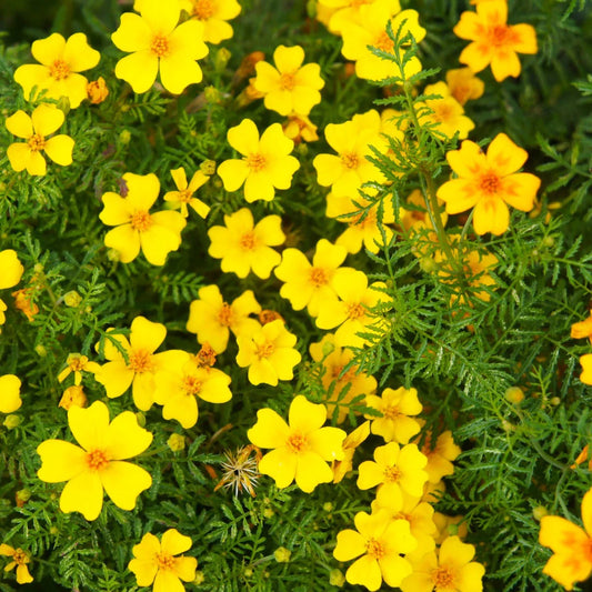 Lemon Gem Marigold Seeds - 25+ Pack for Garden Planting - Tagetes tenuifolia - USA Grown - Free Shipping