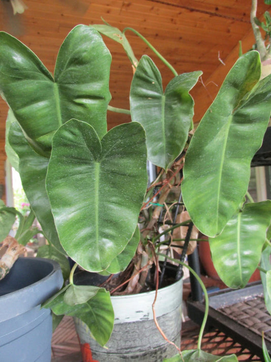 Rooted Cuttings - Large Leaf Arrowhead Philodendron - Philodendron sagittifolium