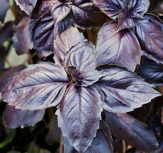 Purple Basil Seeds 200+ Non-GMO Culinary Herb Garden Spice Ocimum basilicum