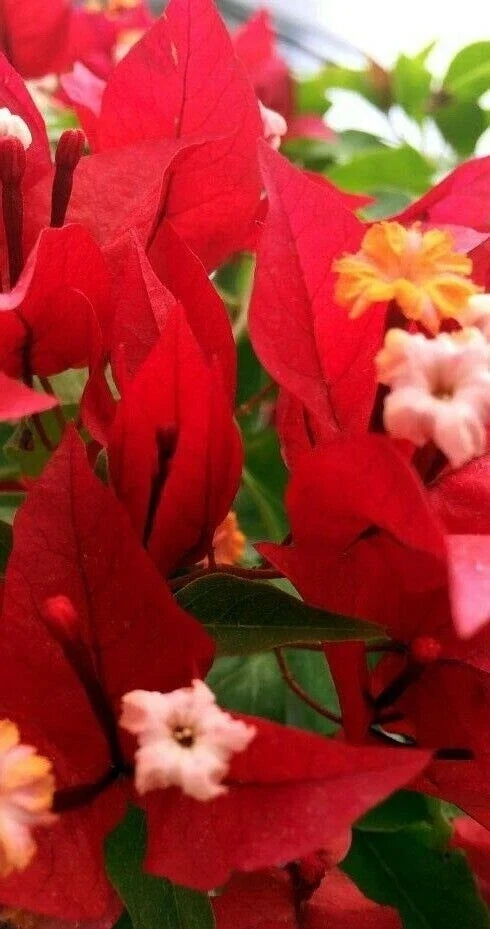 Ruby Bougainvillea Starter Plant - Small Well-Rooted - Bougainvillea spp. - USA Seller