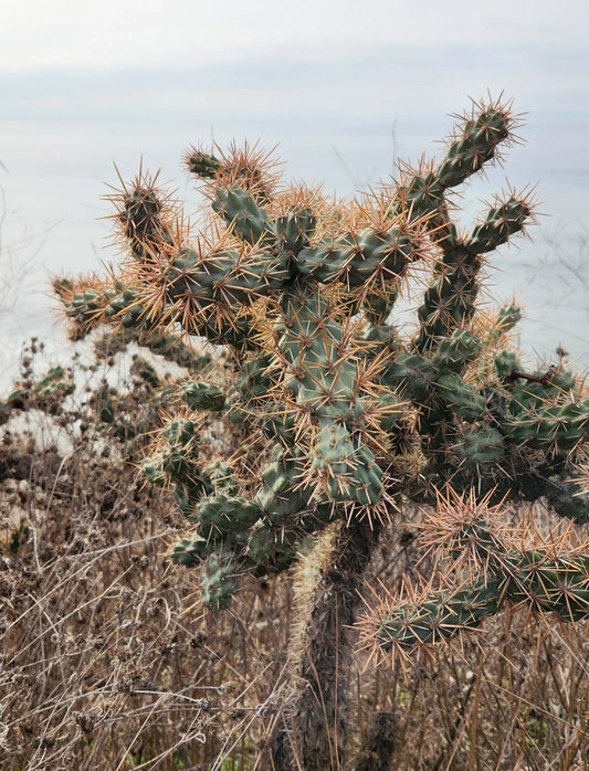 Cylindropuntia Prolifera Coastal Cholla Cactus Pup Cutting - Los Angeles CA
