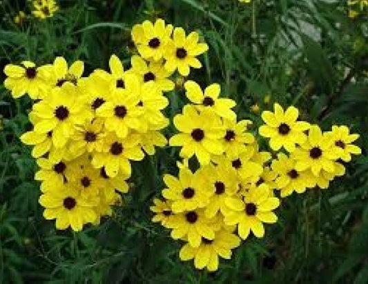 Coreopsis Golden Wave Tickseed Seeds - 100 Fresh Seeds, Perennial Flower, Bright Yellow Blooms, Coreopsis grandiflora