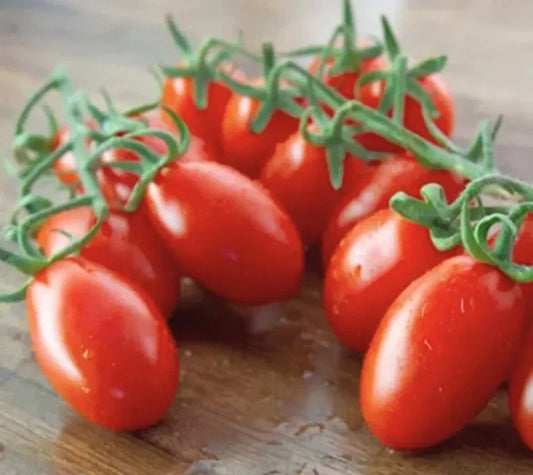 Sugar Grape Tomato Seeds - 50 Pack - Sweet Variety - Solanum lycopersicum - 2024 USA