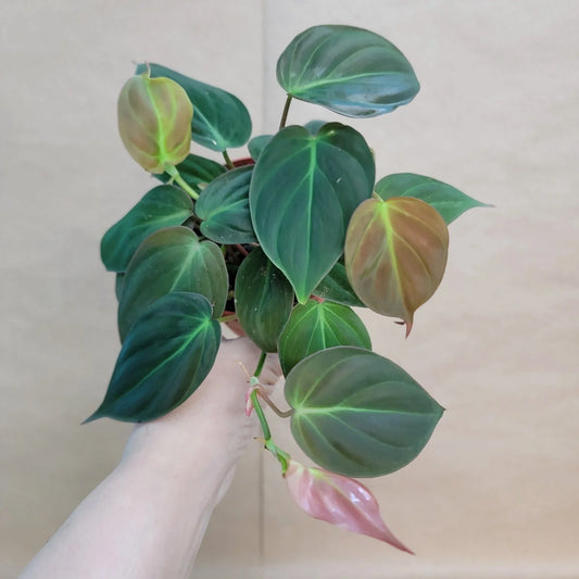 Philodendron Micans 4" Potted Plant - Velvet Green Heart-Shaped Leaves, Indoor Houseplant (Philodendron micans)