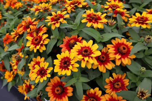 Profusion Red-Yellow Bicolor Zinnia Seeds - 100+ Seeds for Garden - Zinnia elegans