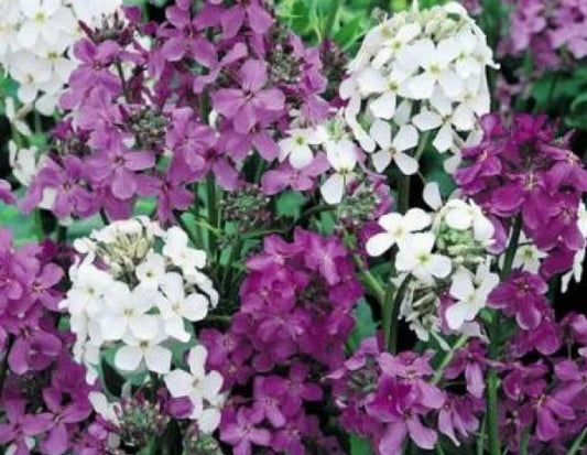 Dame's Rocket Seeds Mix - 100 Fresh Seeds in Mixed Colors - Hesperis matronalis - Free Shipping