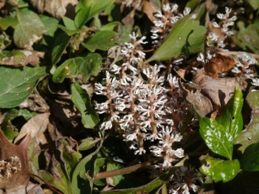 Procumbens Pachysandra Roots - 5 Allegheny Spurges - Flowering Ground Cover Plant - Pachysandra procumbens