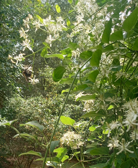 Sweet Autumn Clematis Live Bare Root Plant, Lace Vine, Clematis Paniculata, 8"-12"