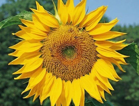 Dwarf Sunspot Sunflower Seeds 30+ Count, Shorty 2 FT Annual, Helianthus annuus, Easy Garden Bees Friendly