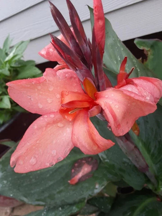 Coral Pink Canna Lily Bulbs (2) - Rare Color Canna Indica - Vibrant Garden Flowers