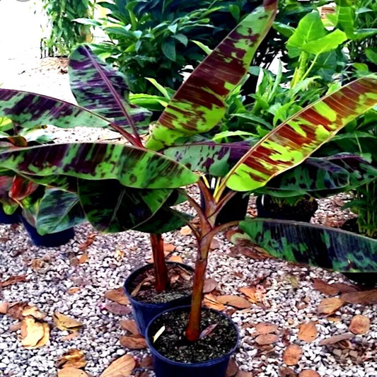 Red Tiger Darjeeling Banana Tree Seeds - 5 Pack (Musa sikkimensis) - Hardy for Zone 5, Tropical Garden Planting