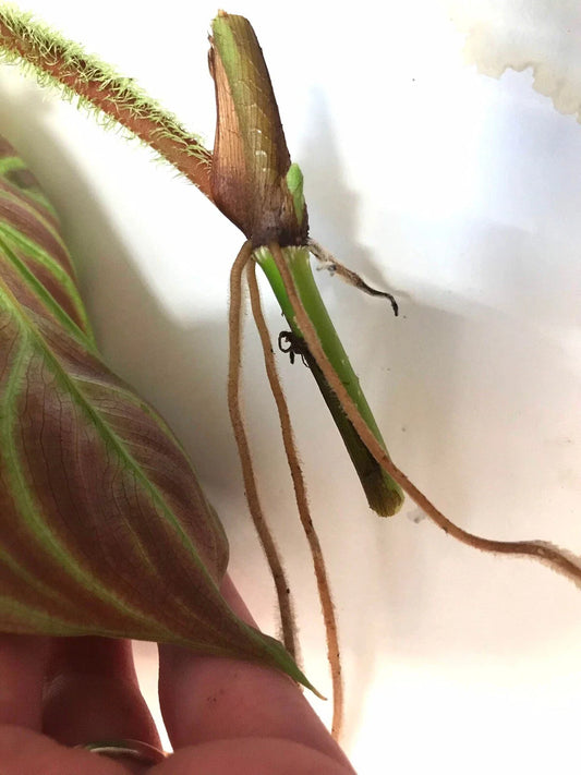 Philodendron Verrucosum One Leaf Mid-Cutting Tropical Houseplant - Ideal for Vivarium, Indoor Plant Decor