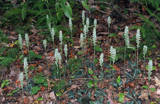 Live Rattlesnake Orchid Plant - 20 Root Systems - Perennial - Goodyera oblongifolia