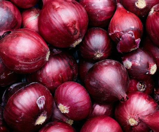 Onion Seeds 250+ Red Burgundy Culinary Vegetable Garden Allium cepa