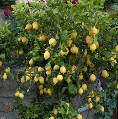 Live Lemon Tree Seedling 4 Inches - Eureka Variety - Citrus limon - Growers Choice Indoor/Outdoor Plant