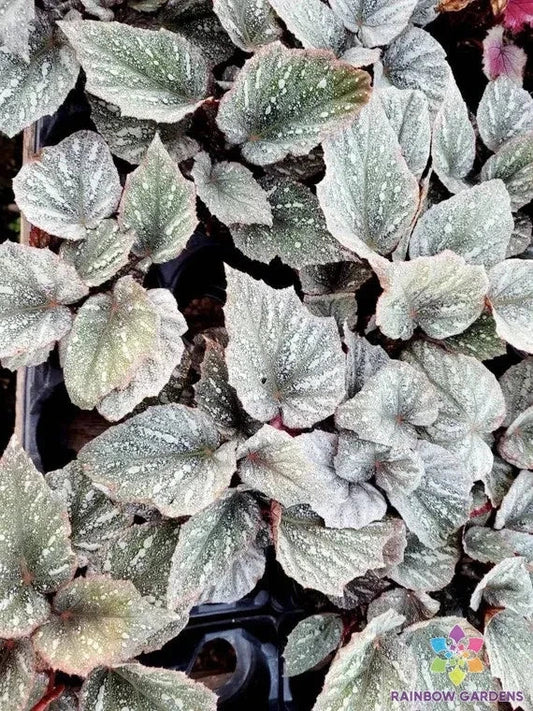 White Weeping Begonia Seeds - 25+ Seeds for Garden Planting - Ideal for USA Gardens - Begonia pendula
